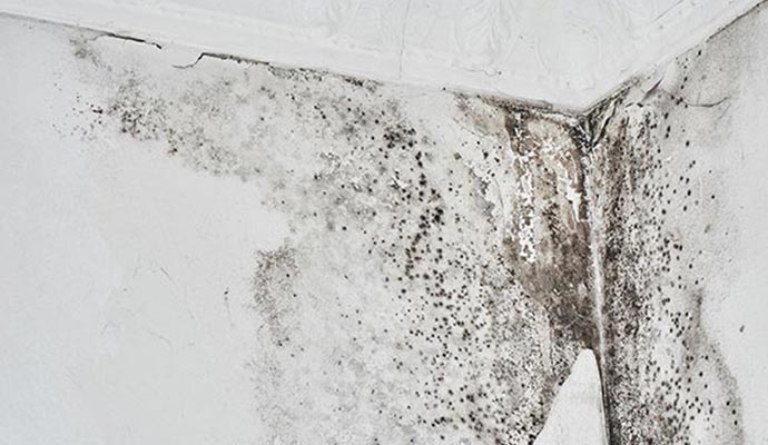 Black mold on room ceiling corner