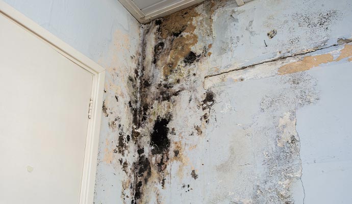 Black mold on wall
