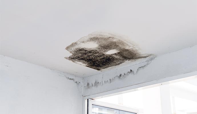 Black mold on the ceiling