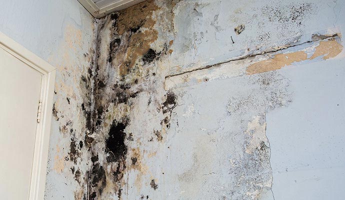 mold growth on the wall