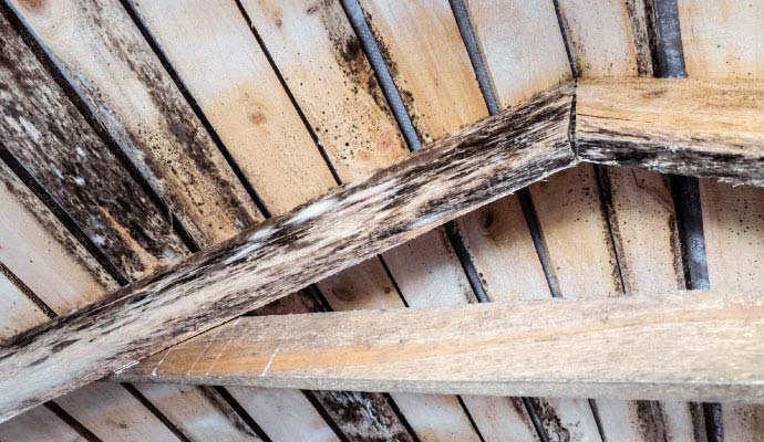 Dark mold growth on attic wooden roof rafters and sheathing
