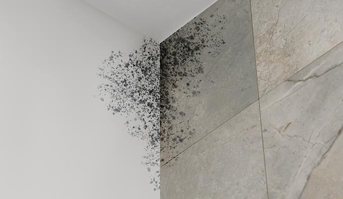 Black mold on room ceiling corner