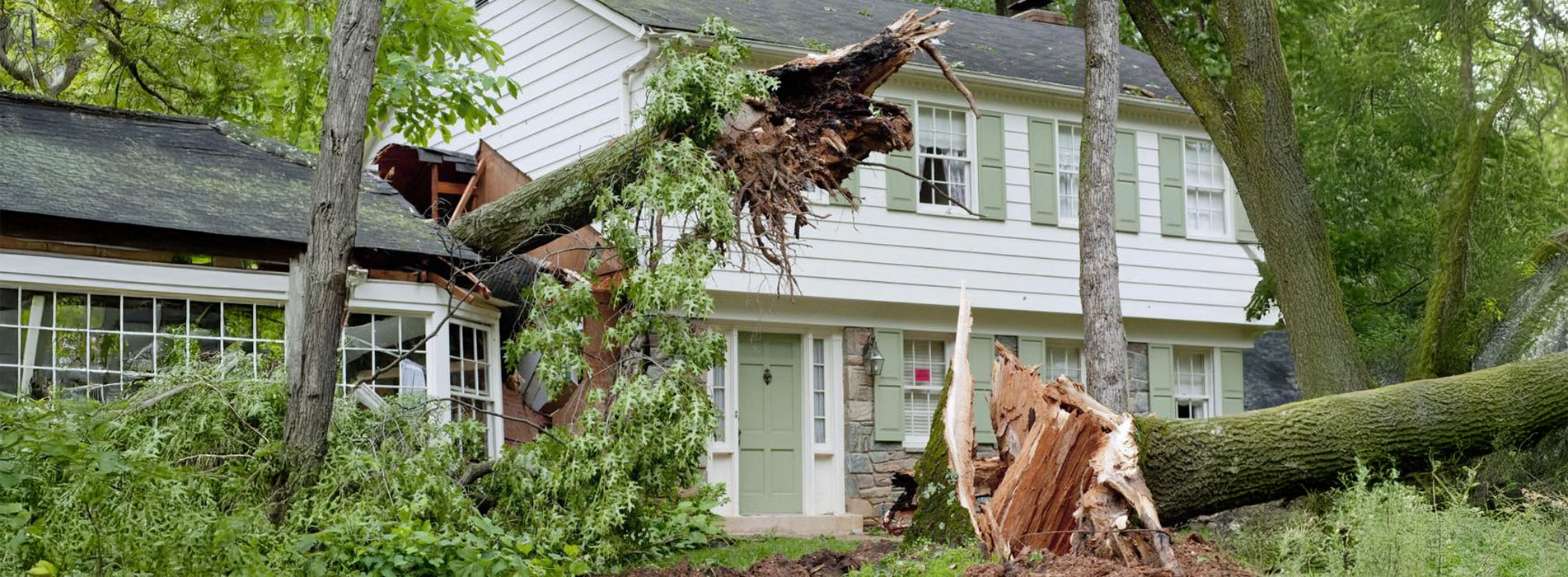 Fallen tree causing home damage