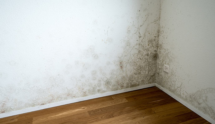 Mold and mildew on wall corner