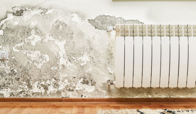 Mold damage wall