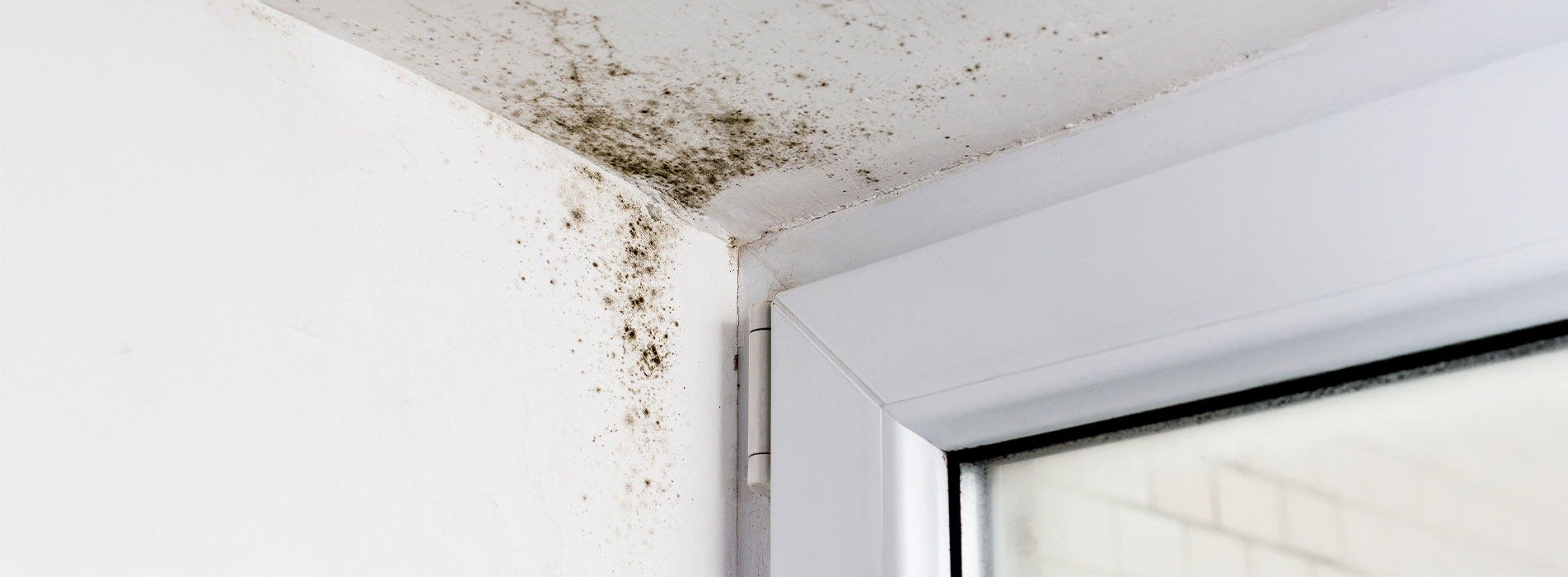 Mold growth on an interior wall corner