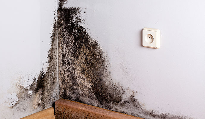Black mold growth on room corner
