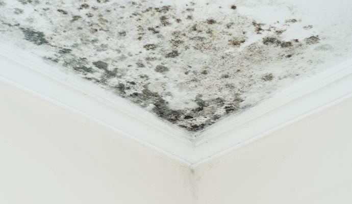 Mold damaged ceiling