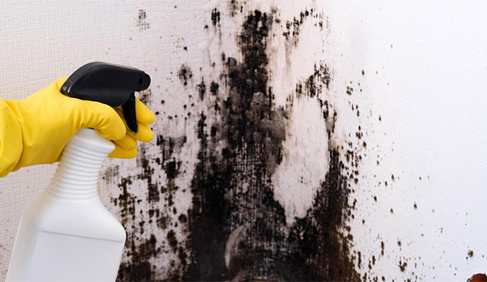 Professional mold remediation service