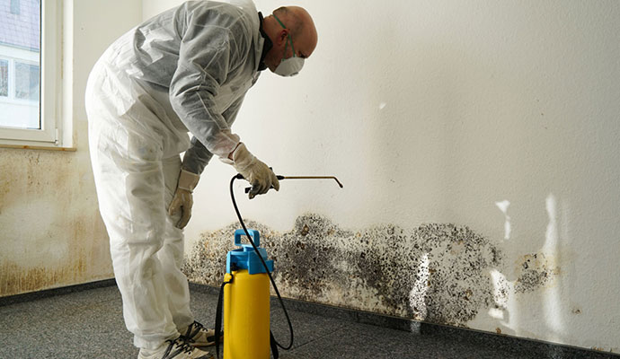 A professional mold decontamination service