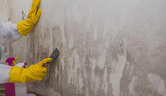 Mold removal service