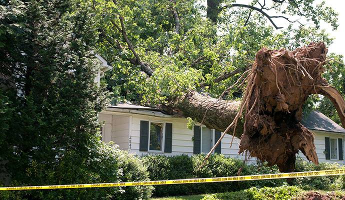 Serious wind damage uprooted tree on home
