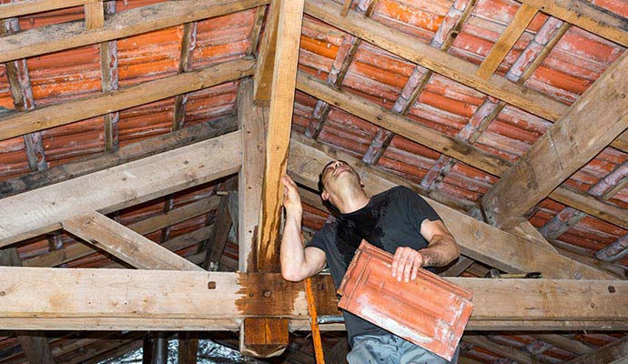 Technician inspecting water damage and roof leak in attic