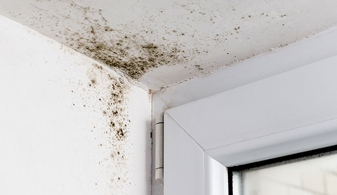 Black mold growth on wall and ceiling near window