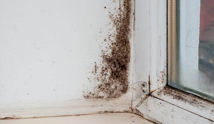 Mold growth on window corner