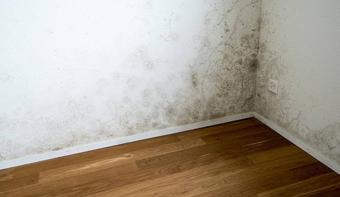 Moldy wall corner
