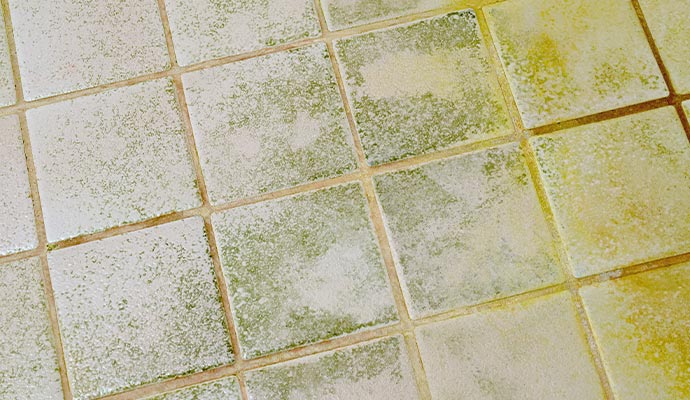 Severe green mold and algae growth on tile floor