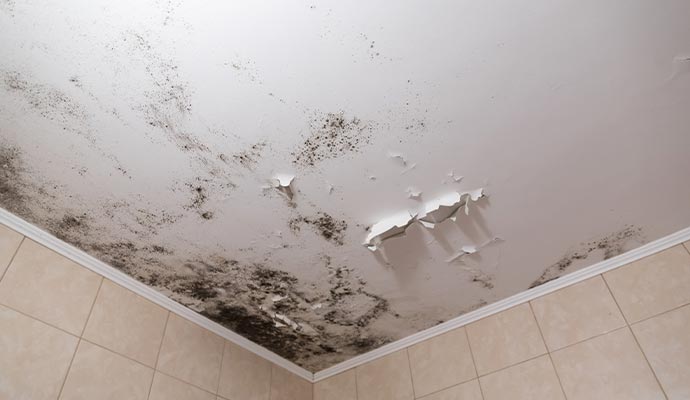 Severe mold contamination on ceiling